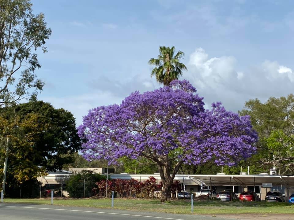 jacaranda tree in bloom 