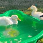ducklings in a paddling pool
